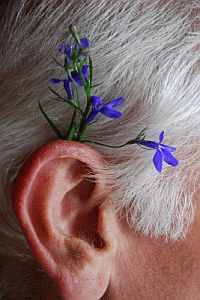 Ohr, blaue Blumen ans Ohr gesteckt